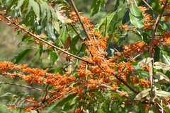 Woodfordia fruticosa